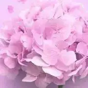 N*styLeの画像