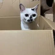 nekoの画像