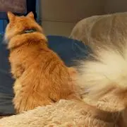 しずるの画像