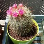 こっこの画像