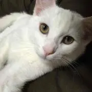 マロン