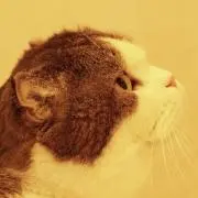 くまのすけの画像