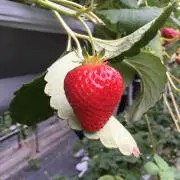 いちごママの画像