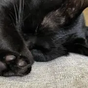 めぐ