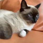 よみの画像