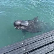 ゆっきー^_^の画像
