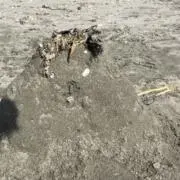 はの画像