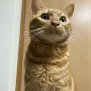ハチの画像