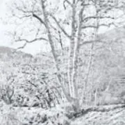 麗の画像