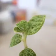 ma_atomoの画像