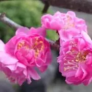 おかめインコ