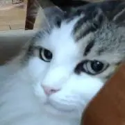 りくの画像