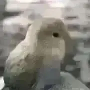 mameの画像