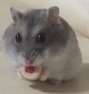 sachi970の画像