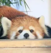 おっとっとの画像