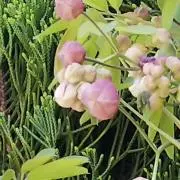 フラワーの画像