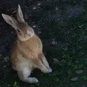 エダマメの画像