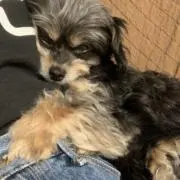 周杜