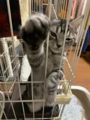 ayaの画像
