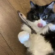 Rの画像