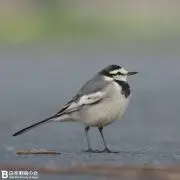 かよ