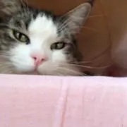 いっちゃん