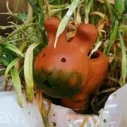 ハリュコン