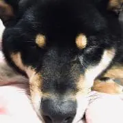 もも