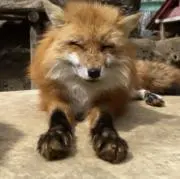 ぽんの画像