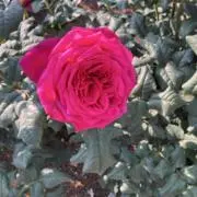 user_226318f0の画像