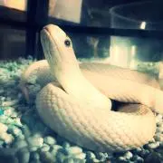 イッセーの画像