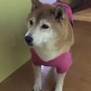 琴の画像