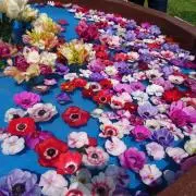 Anemoneの画像