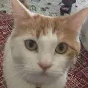 SUZUの画像