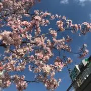 りな