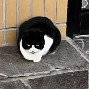 あまね。の画像