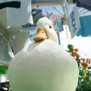 mosunの画像
