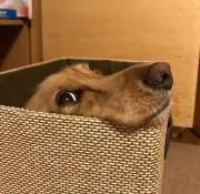 一魚一会！
