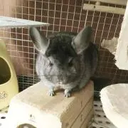 ペンペンをおペンペン