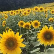 シルクの画像
