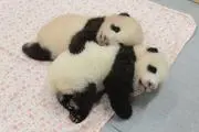 YNH