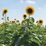 Sasha〜必ずプロフご一読下さい〜の画像