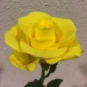 めろんの画像