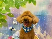 カズウの画像
