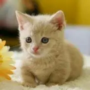 ルナ