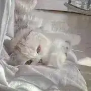 ゆる@即購入◎お値下げ交渉〇の画像