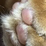 ししゃも　要プロフ確認お願いね！の画像