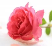 みゆき★プロフの確認お願いいたします。の画像