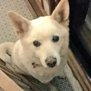しゃんぴあ【直購入歓迎】