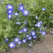 みるくの画像